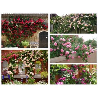 Hạt giống hoa Hồng Leo Pháp Mix nhiều màu (French Climbing Rose)