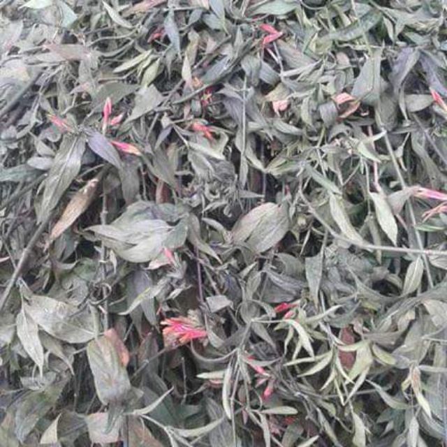 Cây bìm bip (xương khỉ 1 kg) | BigBuy360 - bigbuy360.vn