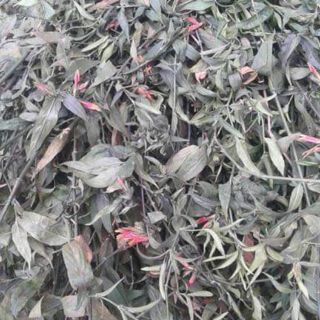 Cây bìm bip (xương khỉ 1 kg)