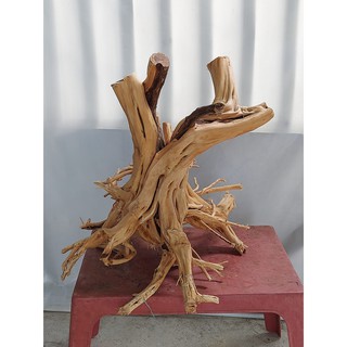 LŨA THUỶ SINH - LŨA HẢI SA QUỲ ( HÀNG ĐẸP TUYỂN CHỌN ĐỦ SIZE HỒ)