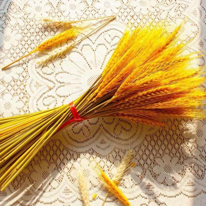 100 Bông lúa mạch vàng loại VIP 1 chụp ảnh hoặc trang trí nhà cửa, Bông Lúa Mạch Khô Decor Trang Trí - Tài Lộc