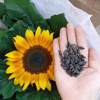 50 Hạt giống hoa hướng dương lùn