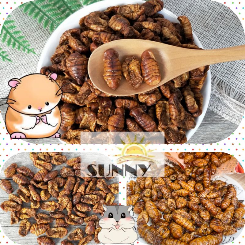 Nhộng sấy béo ngậy thơm ngon cho hamster, sóc, chim cảnh