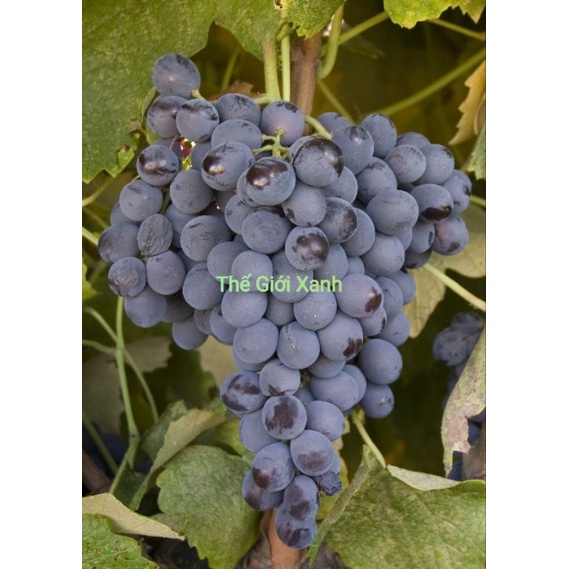Cây Nho Alden Giống