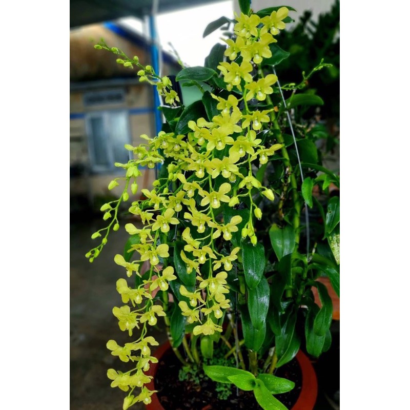 DENRO VÀNG CHANH | XANH CỐM HUYỀN THOẠI HÀNG SẴN NỤ