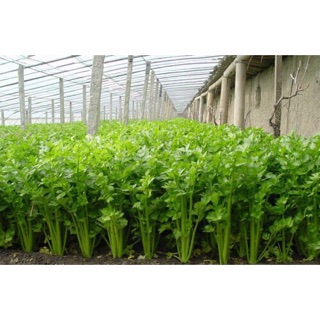 Hạt giống Cần Tây 10gr