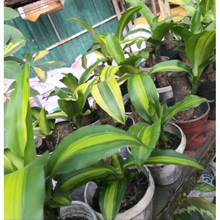Cây Phát Tài mini để bàn