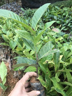 Combo 5 cây hoa Hải đường giống