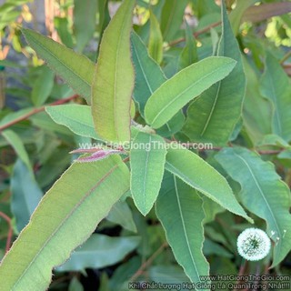 50h Hạt Giống Cây Lá Bạc Hương Chanh (| -KD: B21*M235)