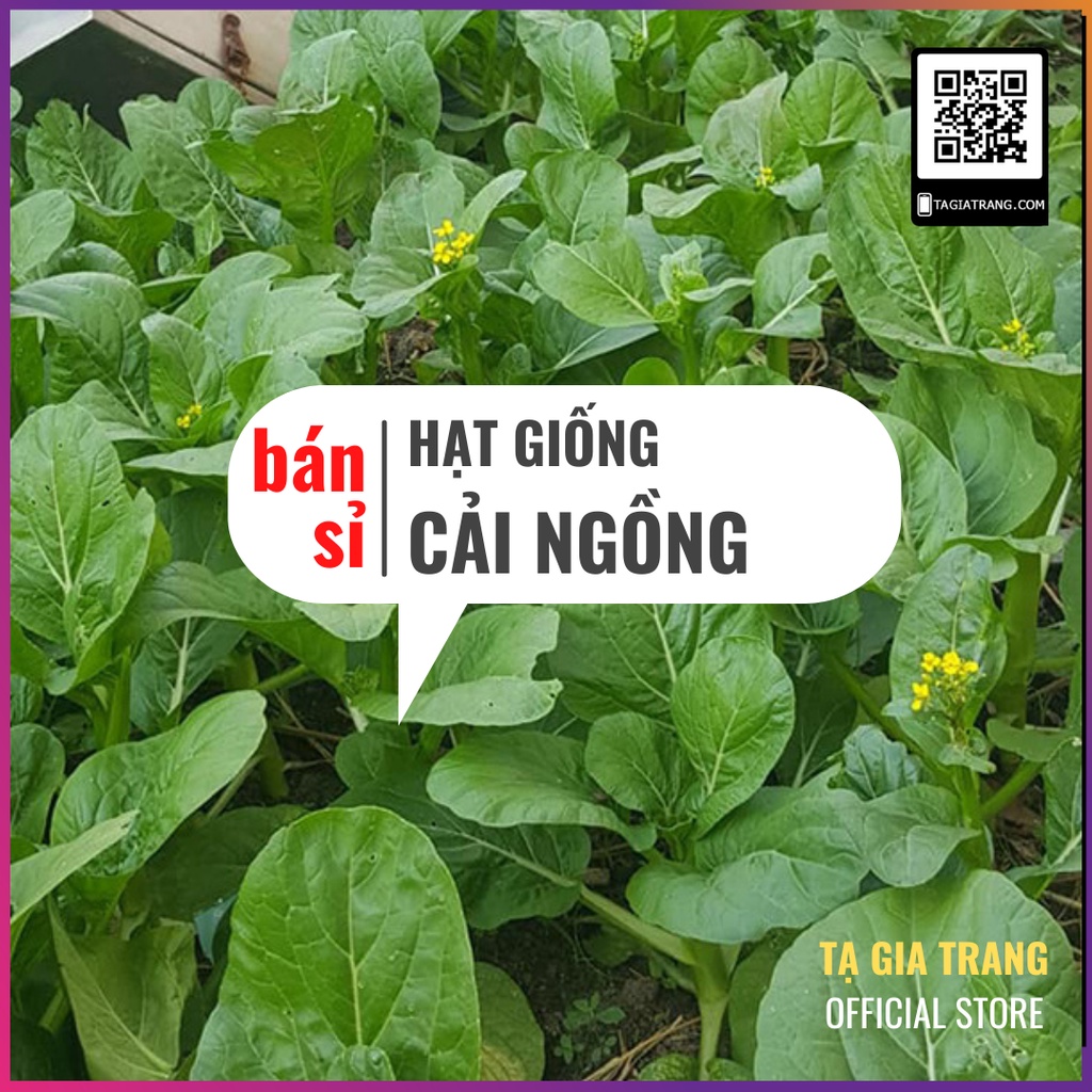 [Bán sỉ] - Hạt giống rau cải ngồng (cải ngọt bông)