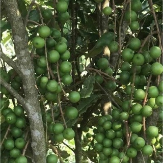 500g Nhân Mắc ca bóc sẵn