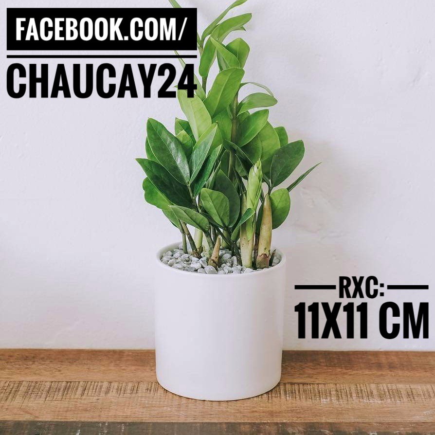 Chậu Cây Cảnh Hình Trụ Trồng cây Để Bàn, Cây Nội Thất, Sen Đá, Xương rồng, Cây Bonsai