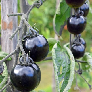 Hạt giống cà chua đen - cà chua cherry