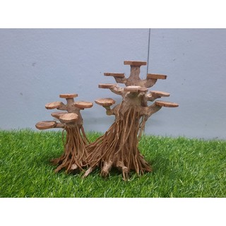 BONSAI rễ rừng tán gỗ