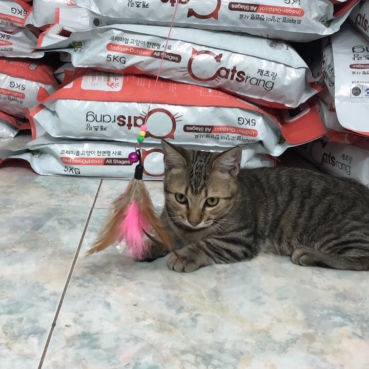 5kg Hạt Catsrang cho mèo mọi lứa tuổi