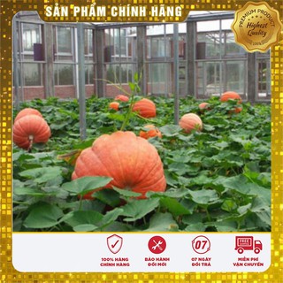 Hạt Giống Bí Ngô Khổng Lồ-5 hạt