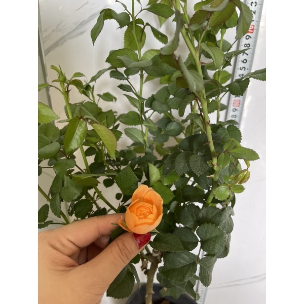 cây hoa Hồng thân gỗ tree tezza cảm cá hồi ưu thích nhất
