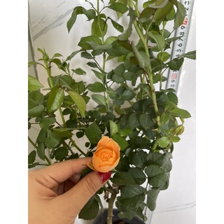 cây hoa Hồng thân gỗ tree tezza cảm cá hồi ưu thích nhất