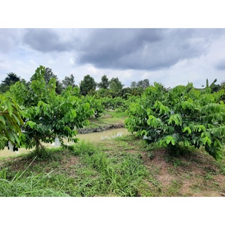 KÍCH ĐỌT MEKONGAGRI