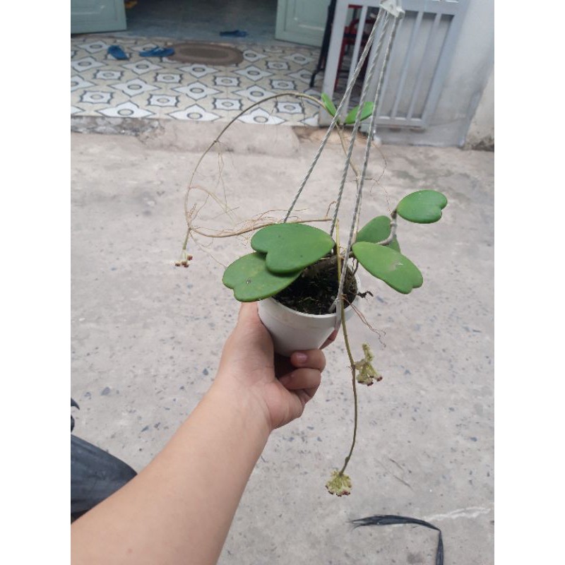 Cẩm cù lá  trái tim