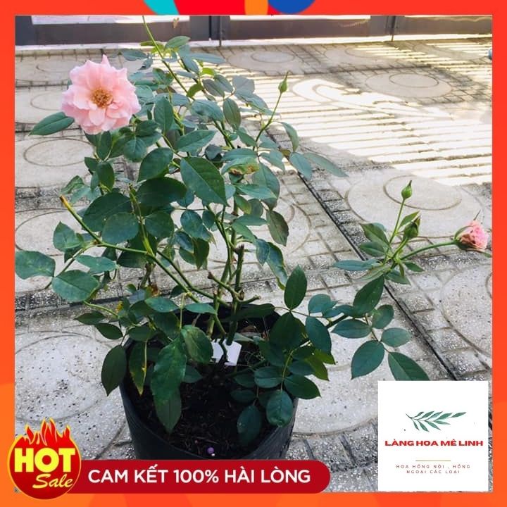 Hoa hồng leo Our Lady of Guadalupe Hoa có màu hồng, thơm nhẹ. Hoa rất sai , hoa quanh năm.🌷