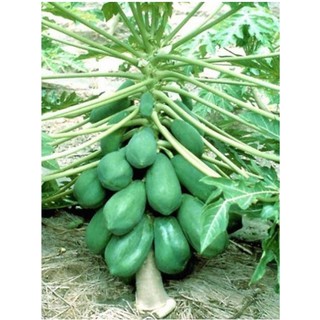 Hạt giống Đu đủ thấp cây