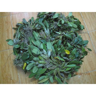 Khóm Lan vảy rồng rừng