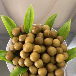 Sấu dầm chua ngọt