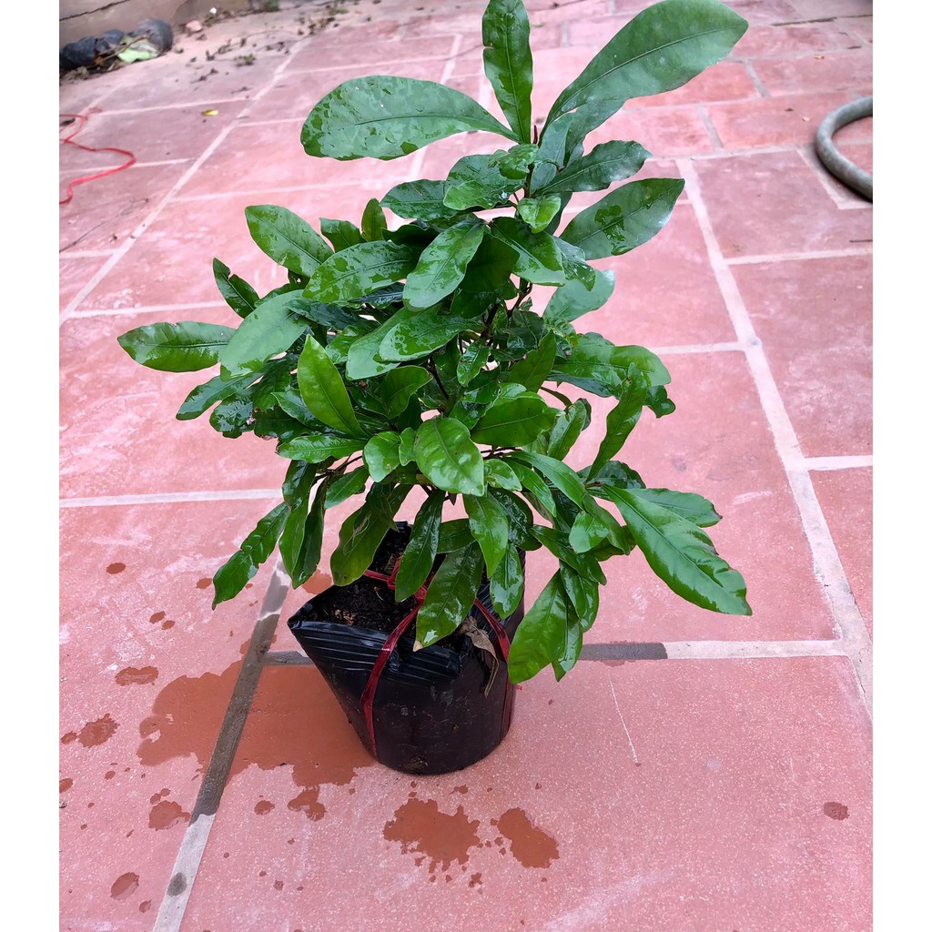 Cây thần kì cao 40-50 cm (ảnh thật).