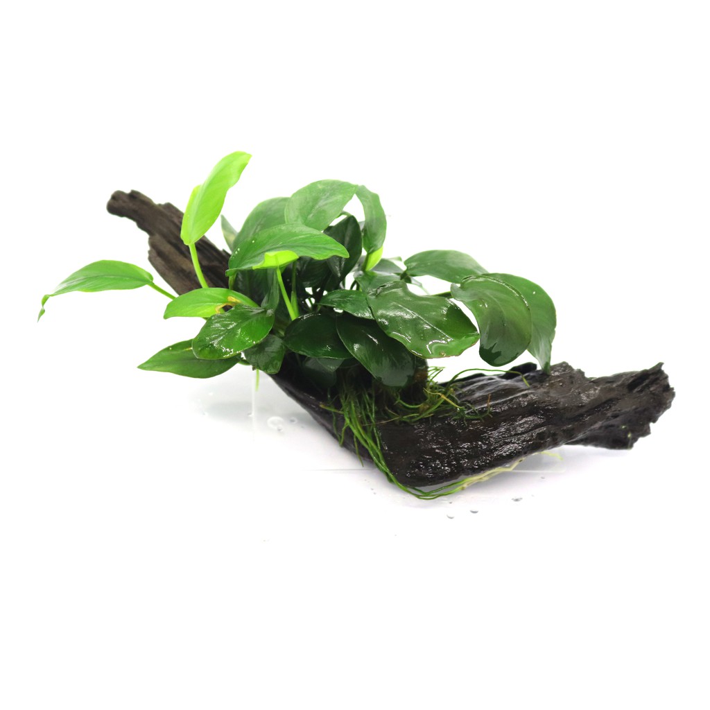 Ráy Anubias Barteri var. Nana Bám Lũa