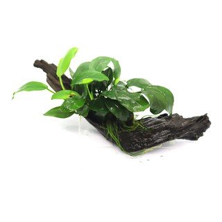 Ráy Anubias Barteri var. Nana Bám Lũa