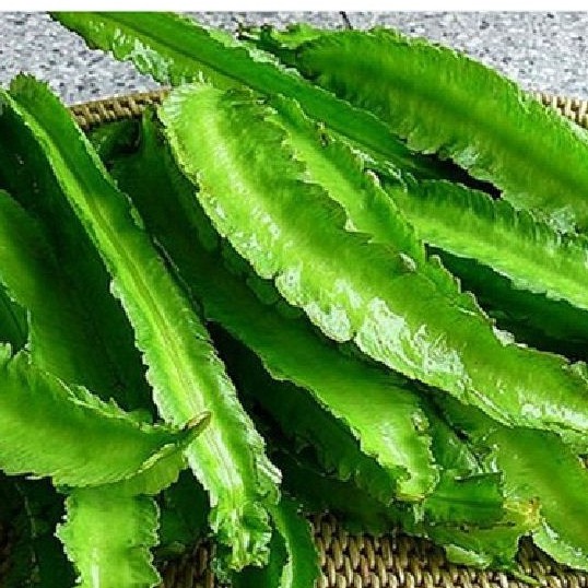 Hạt giống đậu rồng F1- 1 gói 5gram - HGT