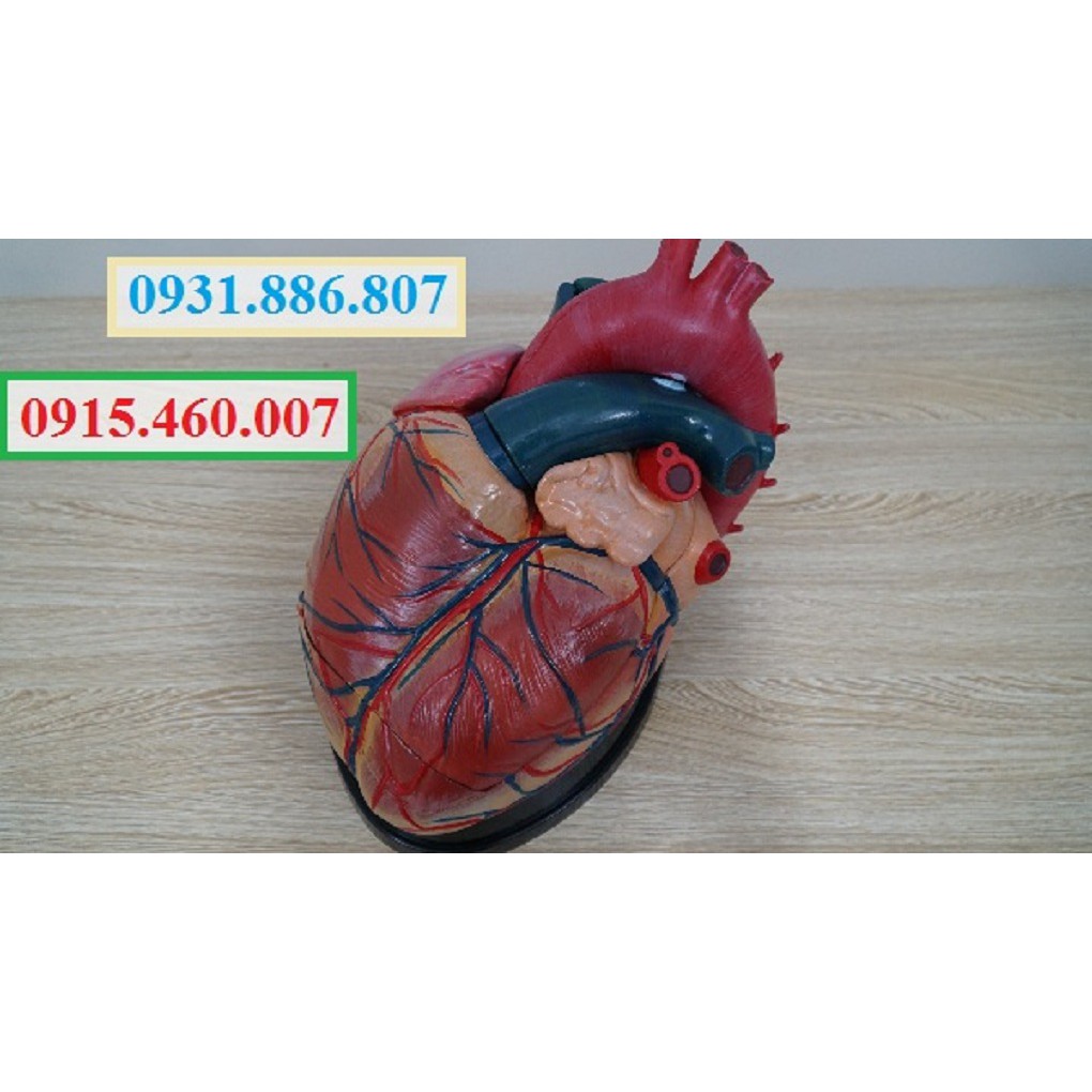 Mô hình giải phẫu trái tim người độ phóng đại 5 lần