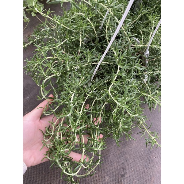 Chậu treo Hương thảo rũ