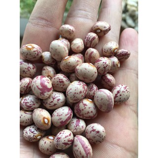 Đậu Cúc - Đỗ cúc (1kg)