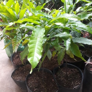 Cây giống vú sữa hoàng kim bầu xơ dừa