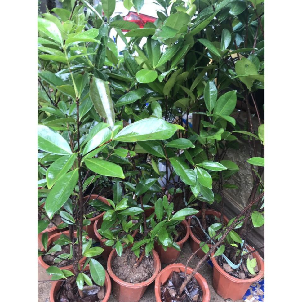cây cherry brazil chịu nhiệt sắp ra bông ra trái - Nhà Vườn Khánh Võ