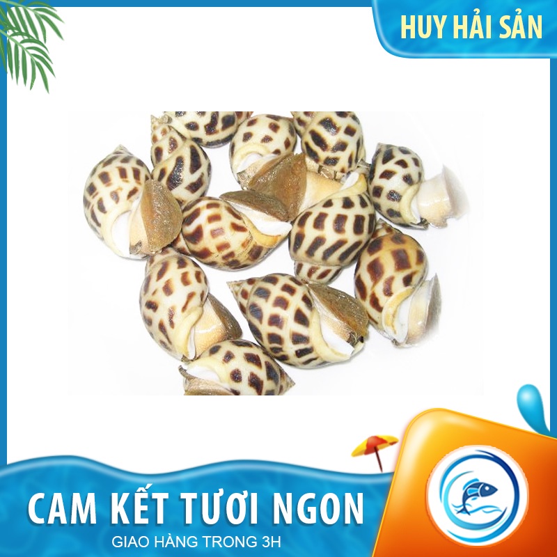 Ốc hương quế - Gói 500g