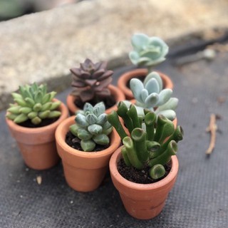 Chậu đất nung mini