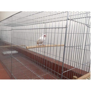 Lồng tập thể lực cho chim chào mào [ KT 120x50x45cm] Lồng tập lực cho chim ,Khoảng cách nan 1cm, 2cm