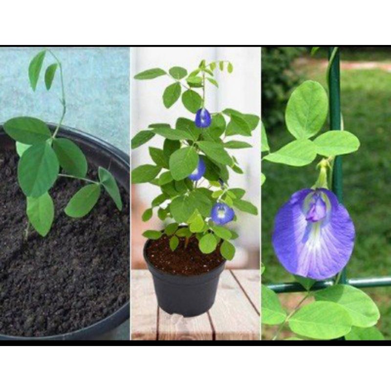 Cây giống hoa đậu biếc