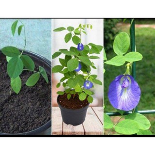 2 Cây giống hoa đậu biếc