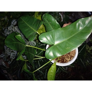Cây trầu thần tài