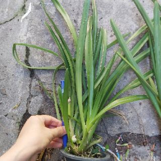 Kiếm đỏ mỹ lai kiếm đỏ thái