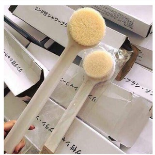 Cây Kỳ Cọ Lưng Lưng Nhật Bản