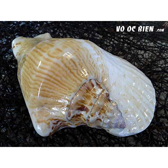 VỎ ỐC BẸ TRÒN