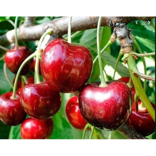Hạt giống Cherry (anh đào)