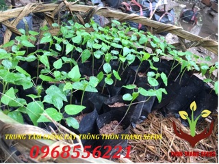 Cây giống Đu đủ