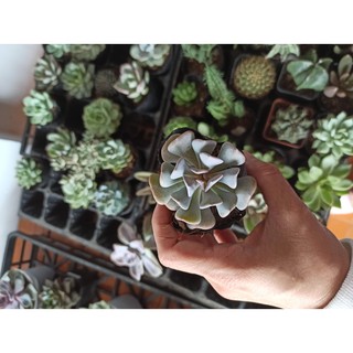 Sen đá Cúc tím - Echeveria ‘Cubic Frost’ (Đọc mô tả)