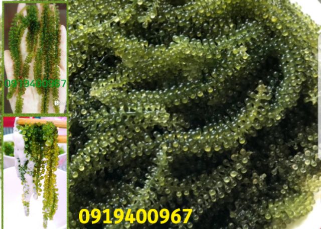 Rong Nho Biển Tách Nước 100gr kèm 1 sốt mè. Đạt Tiêu Chuẩn Xuất Khẩu. | BigBuy360 - bigbuy360.vn